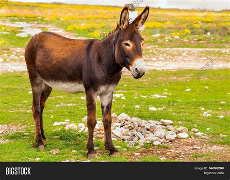 fotos de donkey|pictures of donkeys in color.